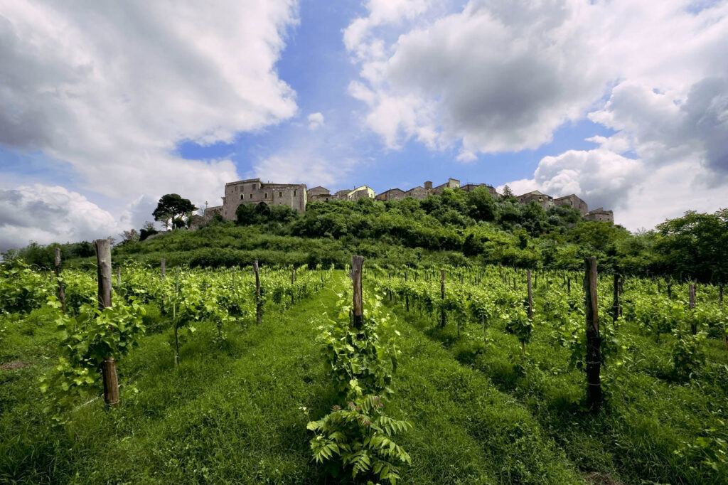 Aglianico