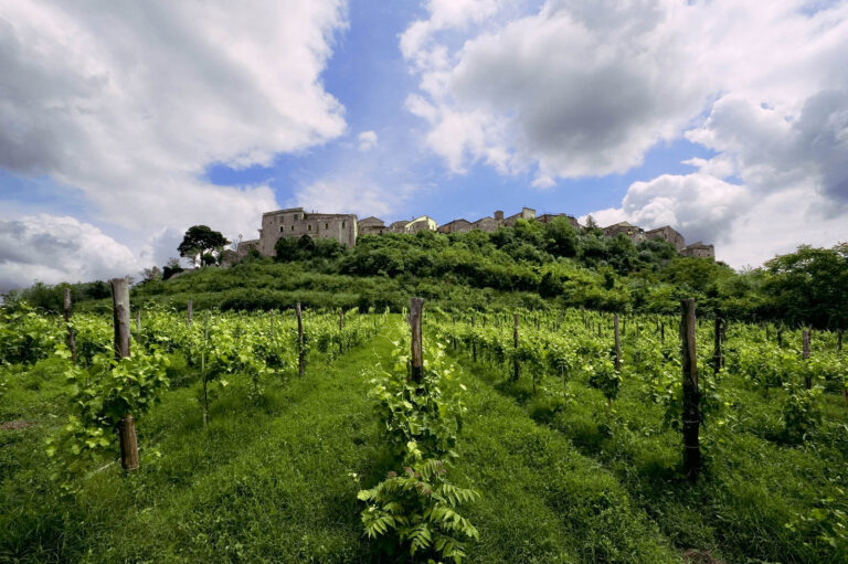 Aglianico