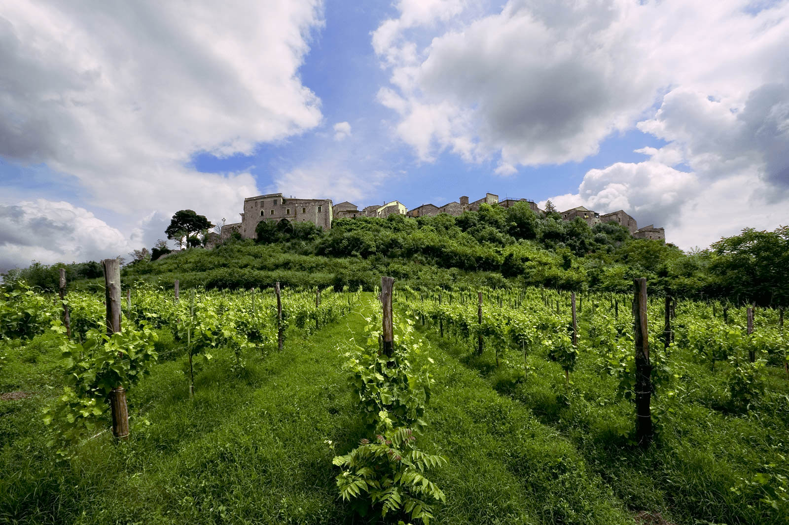 Aglianico