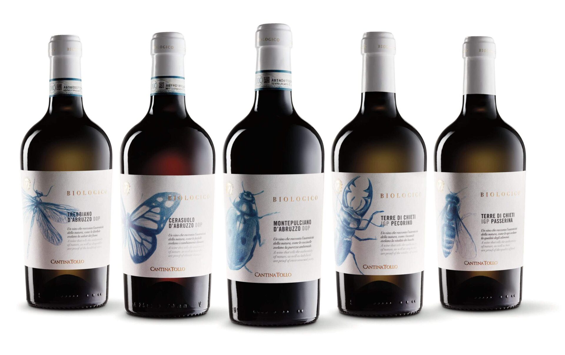 cantina tollo