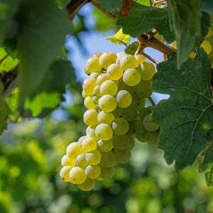 riesling mosella 1982