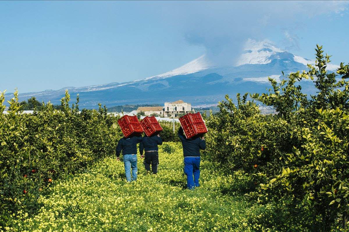 frutteti amaro amara