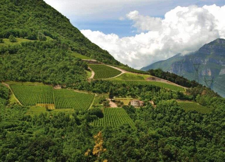 tenuta maso corno_paesaggio