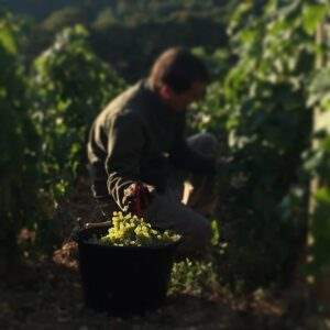 Colin 2015_degustando