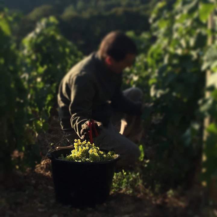 Colin 2015_degustando