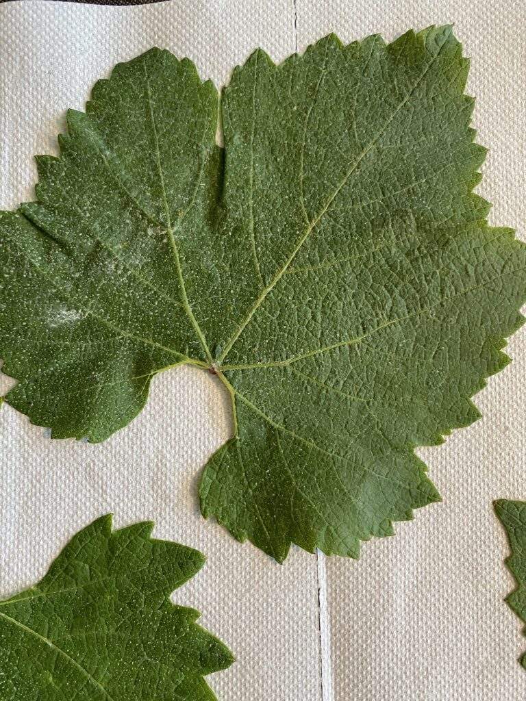 chardonnay