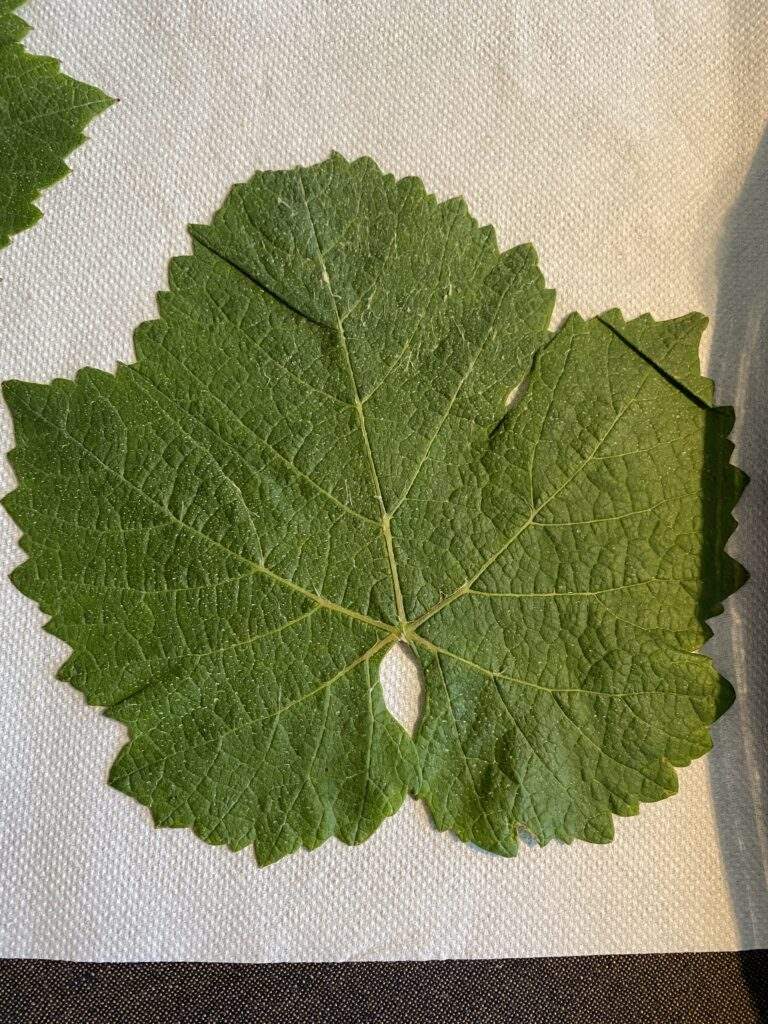 pinotnero