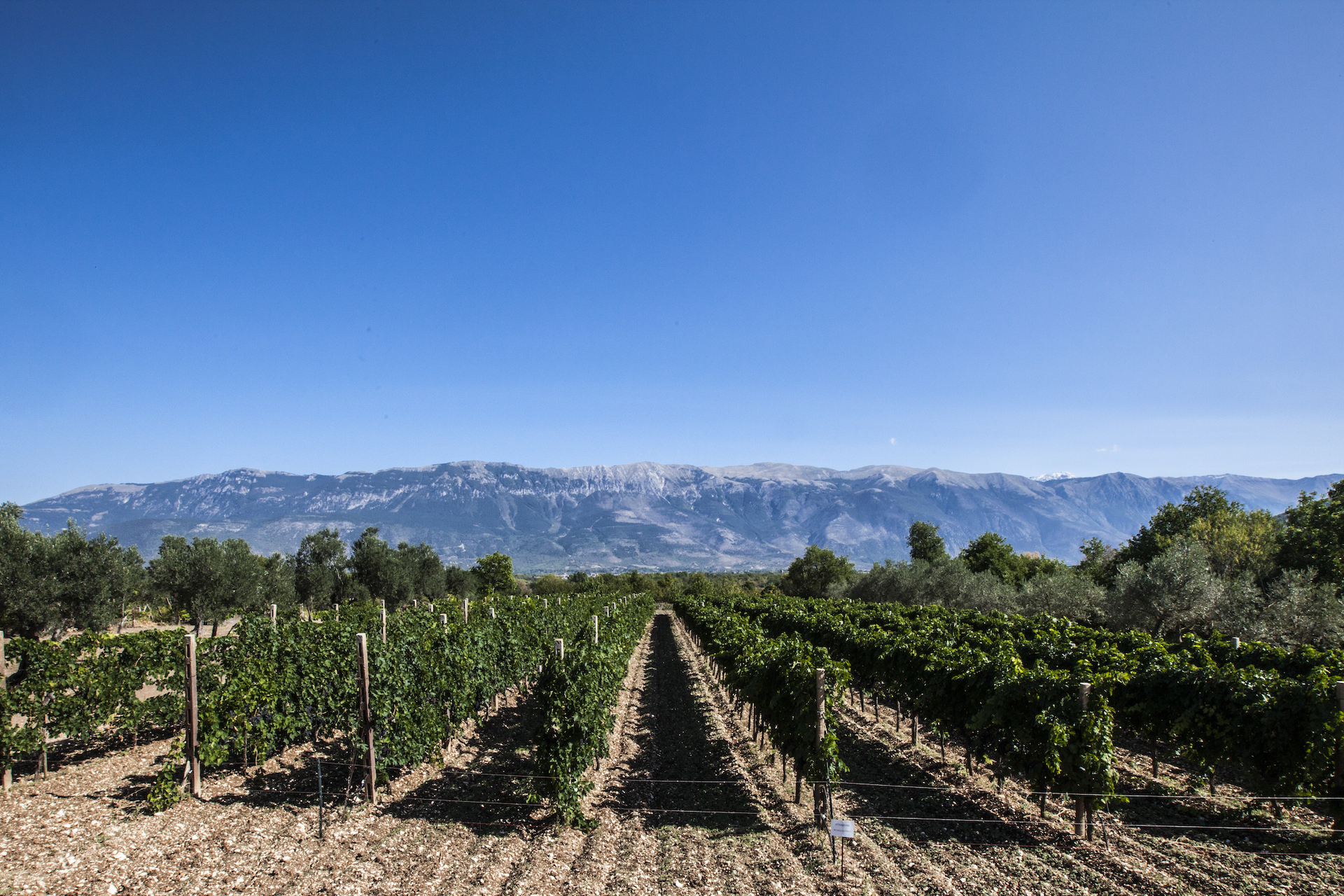 Consorzio Vini Abruzzo_header