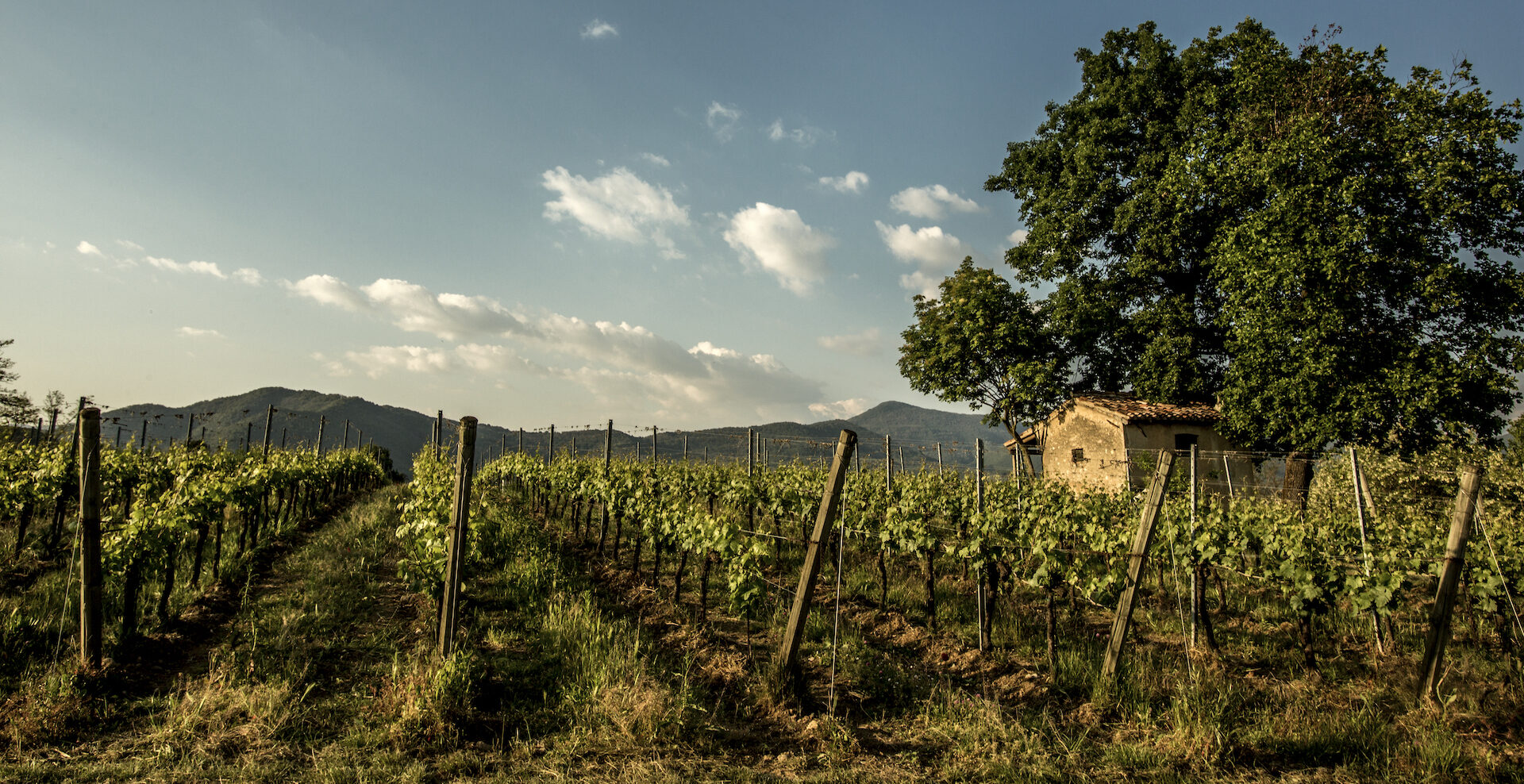 Vigna Dosso al tramonto_mosnelriserva2009_copertina