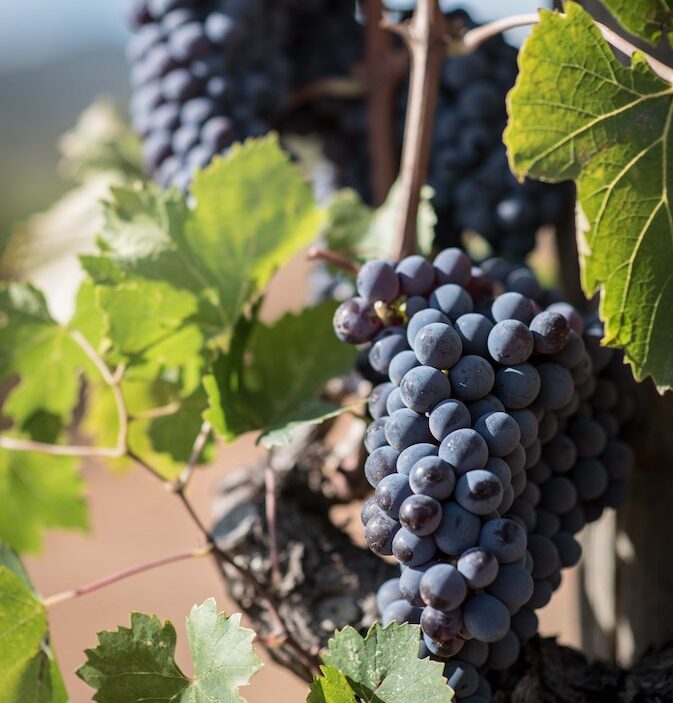 Cantina Vigniaioli MOrellino di Scansano_testo_evidenza