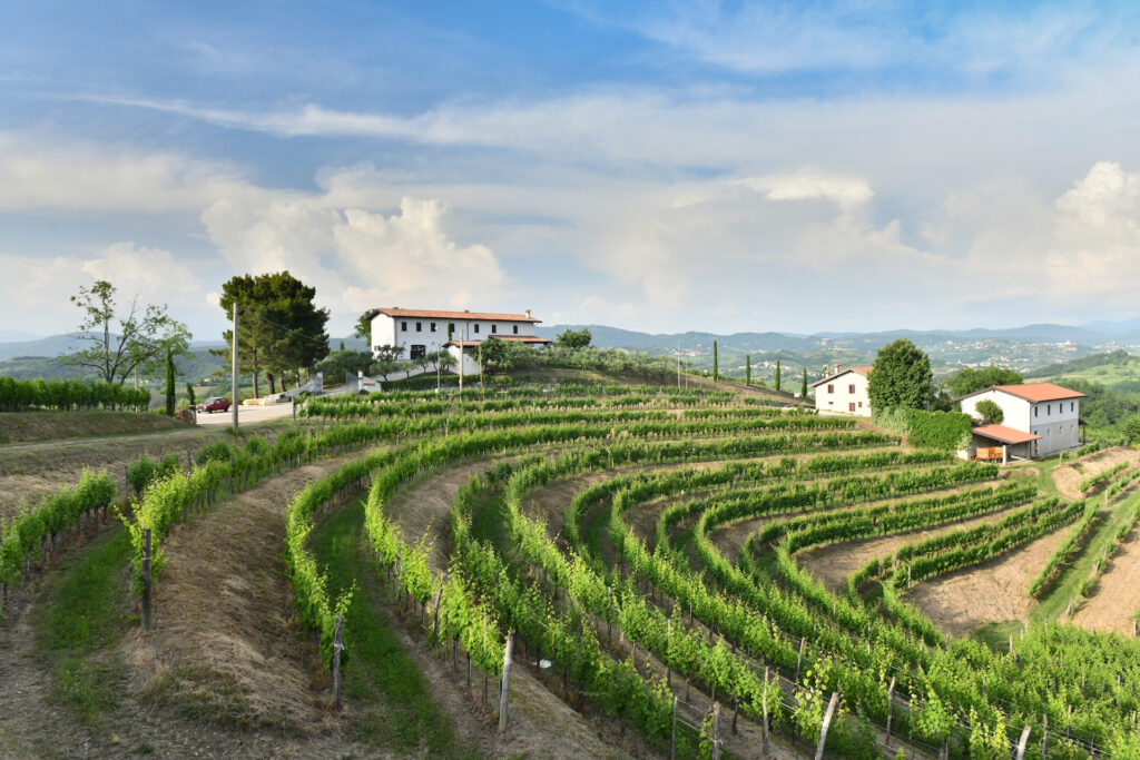 Collio vitigno_testo2jpg