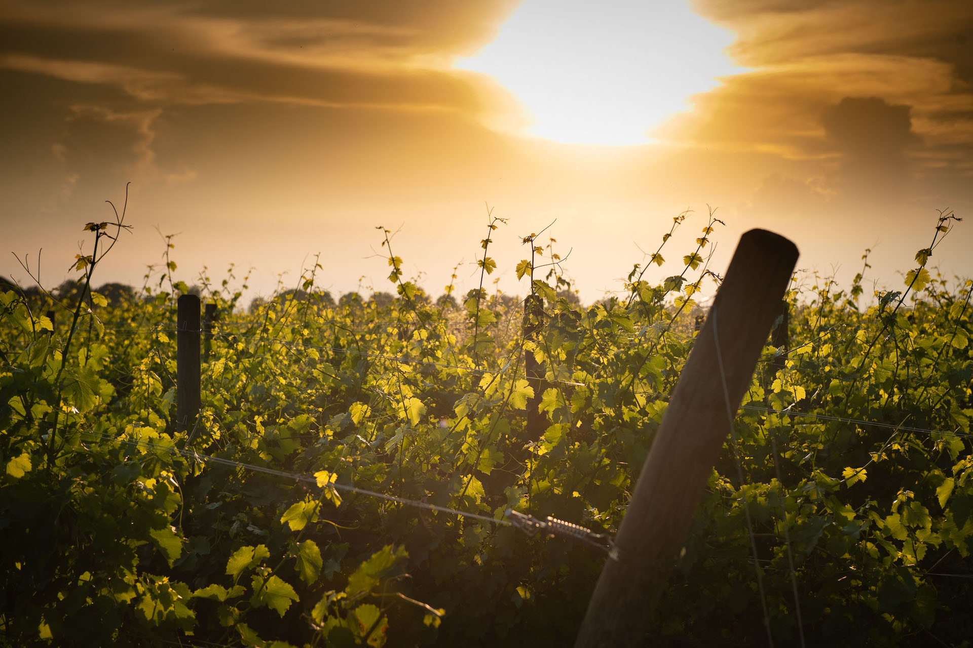 Collio_copertina_
