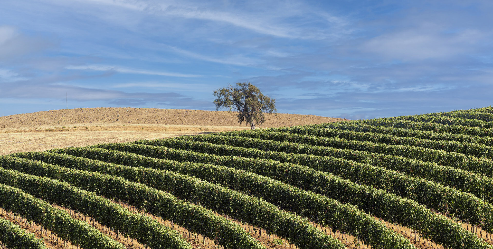 cantine vignaioli scansano_Poderi di Toscana_copertina