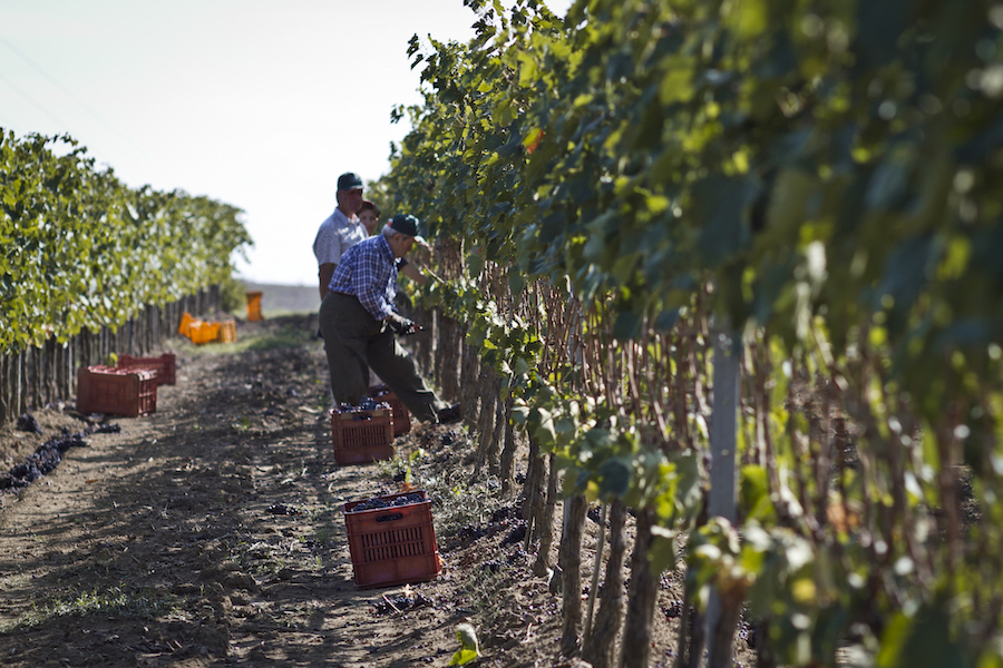 vigna cantine vignaioli scansano_testo
