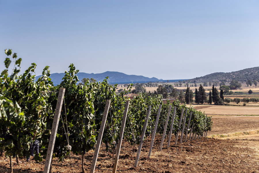 vigna scansano_Poderi di Toscana_testo2