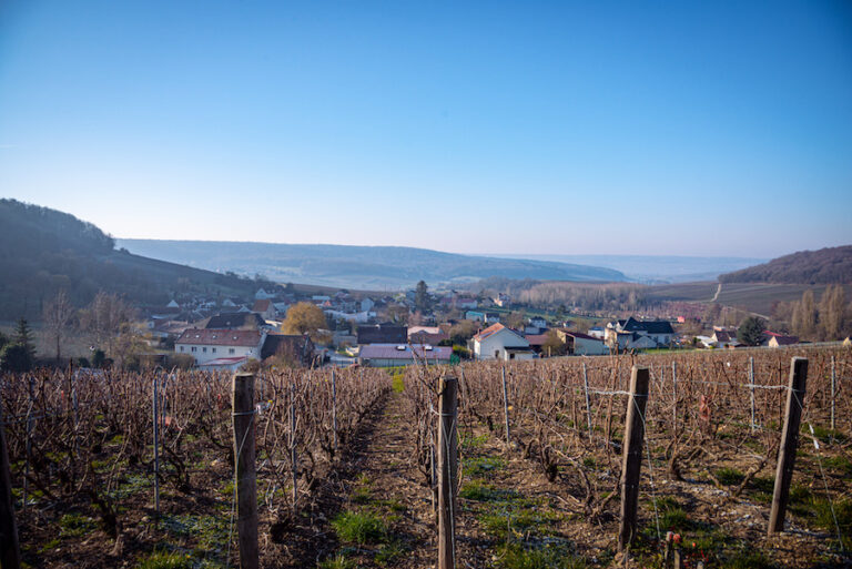 evidenza_champagne tribaut scholesser
