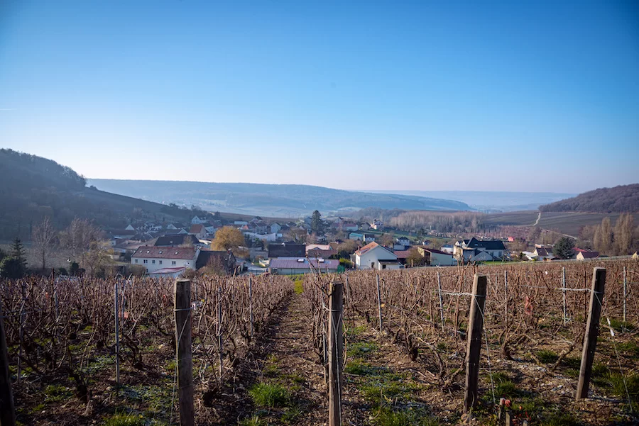 evidenza_champagne tribaut scholesser