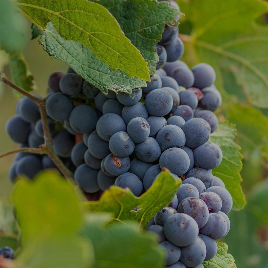 nebbiolo_ba&ba_testo