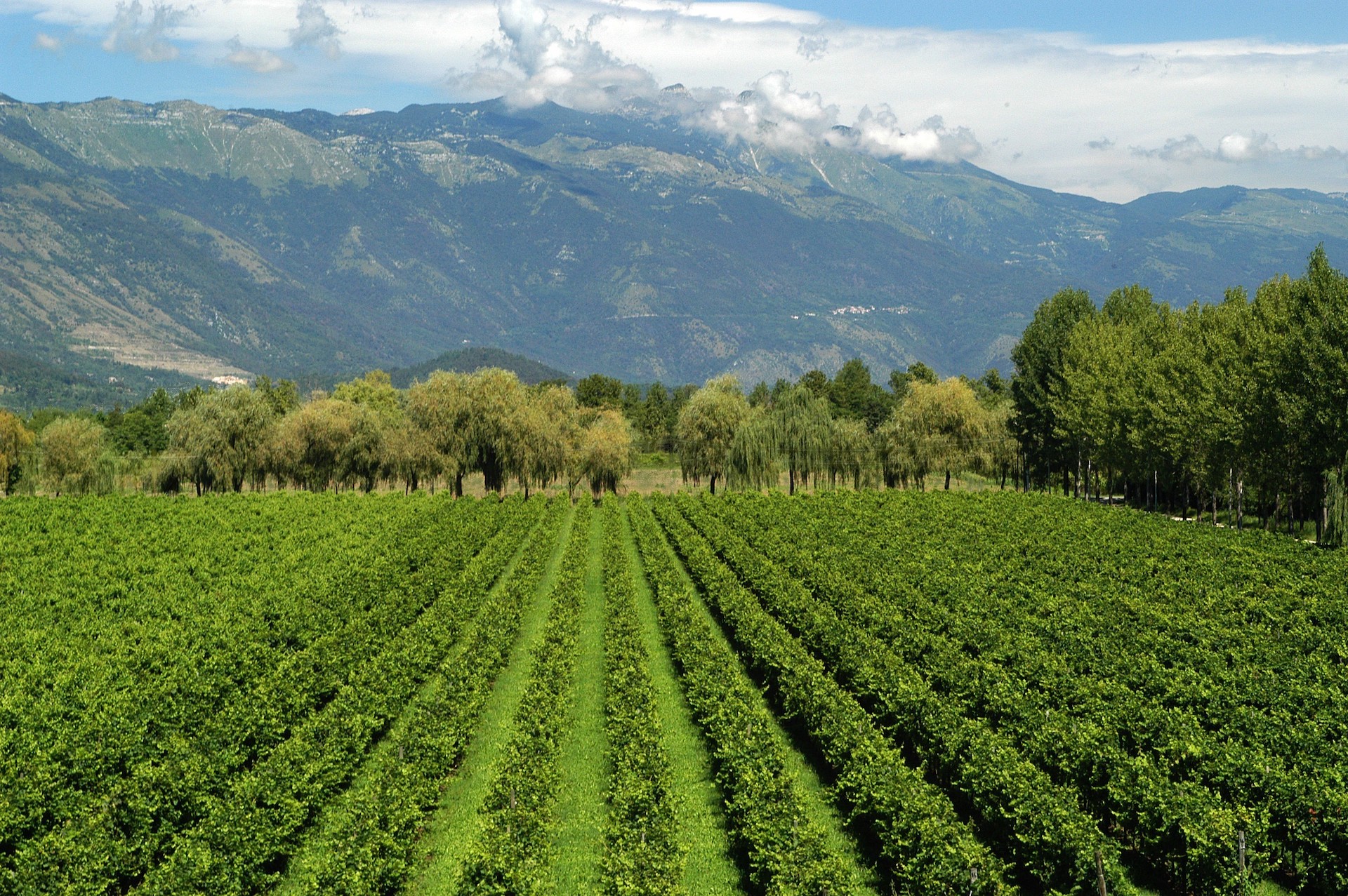 vigneto_vistorta_copertina