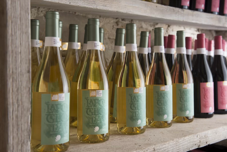 Fogliola vino_testo_tenuta santi giacomo e filippo