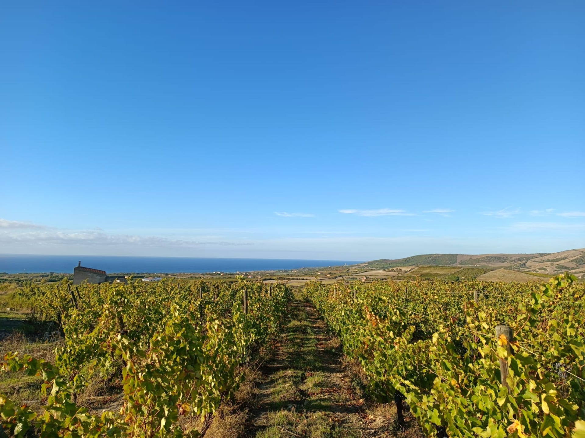 Vini nord ovest sardegna_vinos_copertina