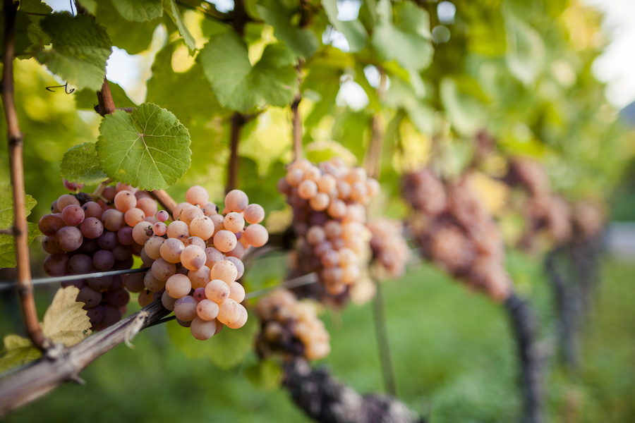 Approfondimentogewurztraminer_credit_FlorianAndergassen_evidenza