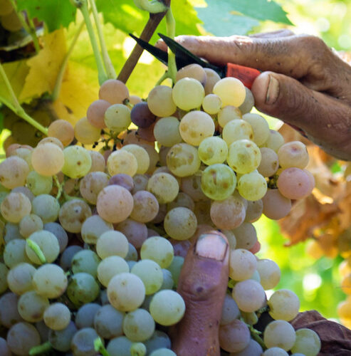 Grappoli Garganega_gambellara_evidenza