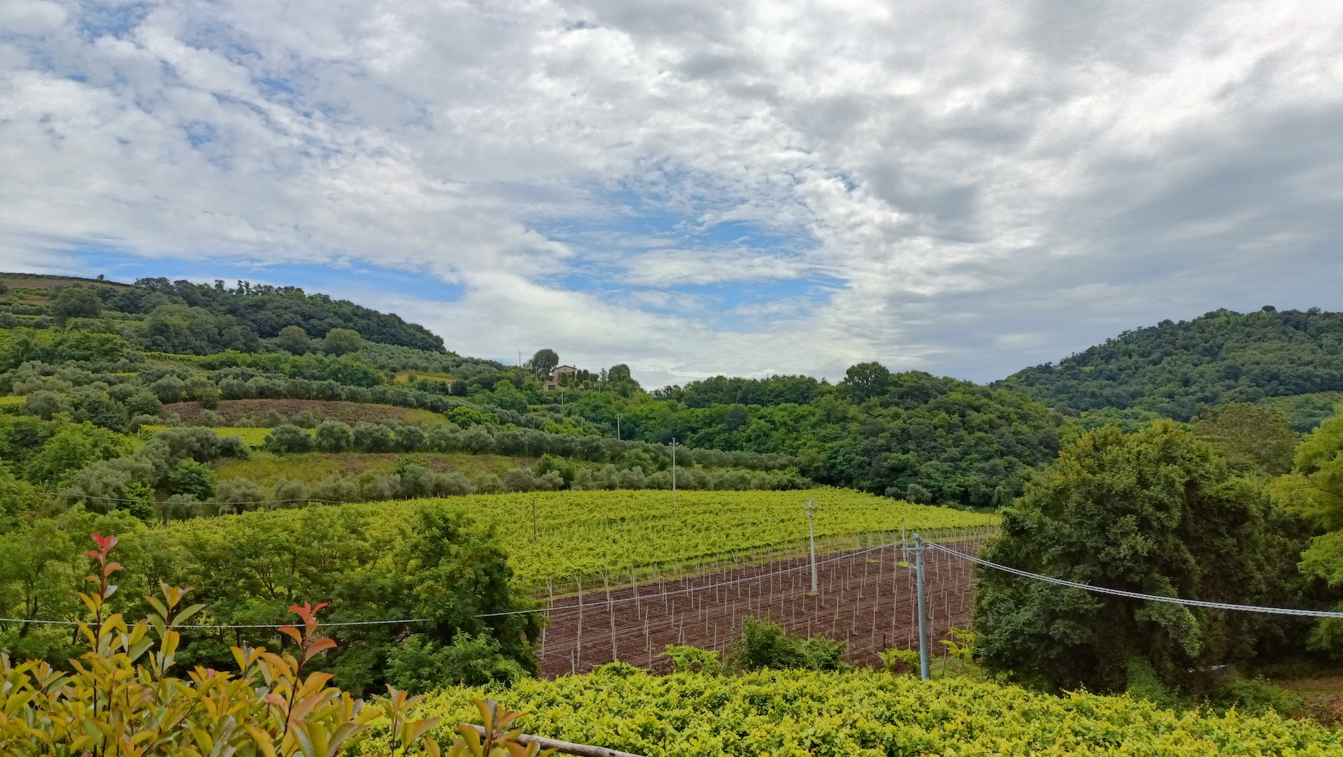 La Garganega_Gambellara_vigneti Dal Maso 2_copertina_