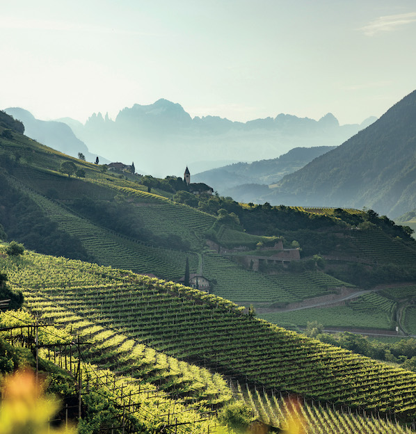 Gewurtraminer_Benjamin Pfitscher_evidenza