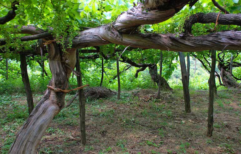 Vigne_Vecchie_evidenza