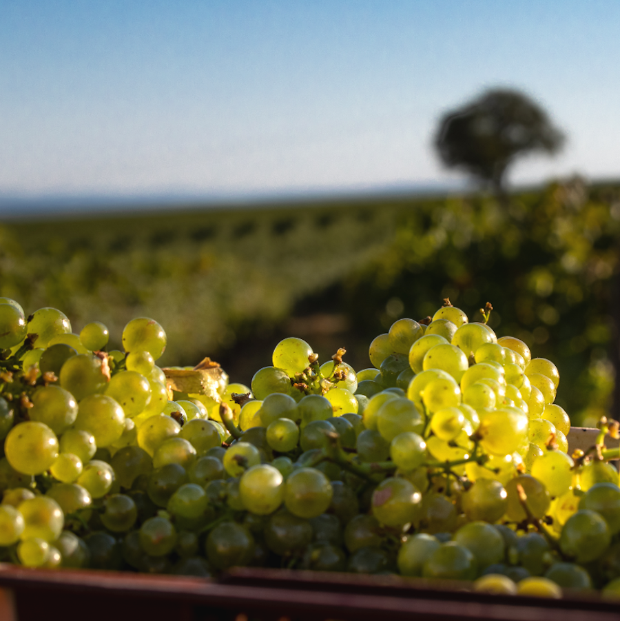 cremant_de_bourgogne_evidenza_credits photo domaine louis bouillot