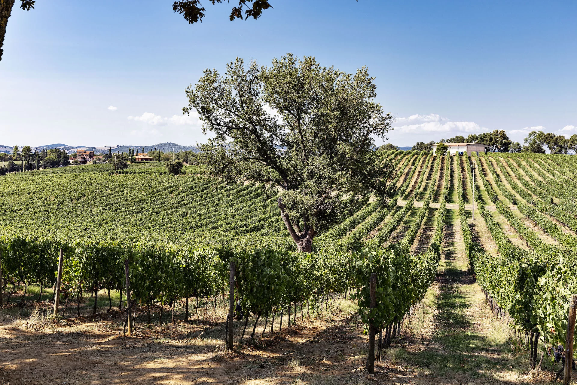 morellinodiscansano_copertina