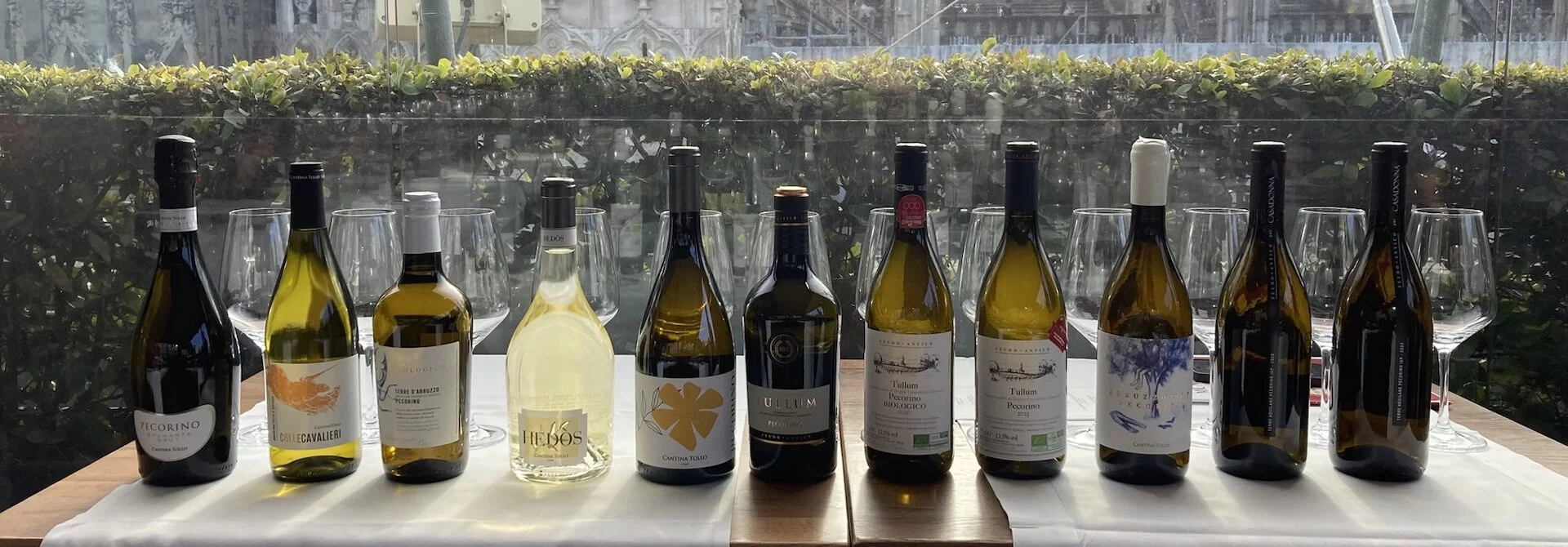 cantina tollo_pecorino_copertina