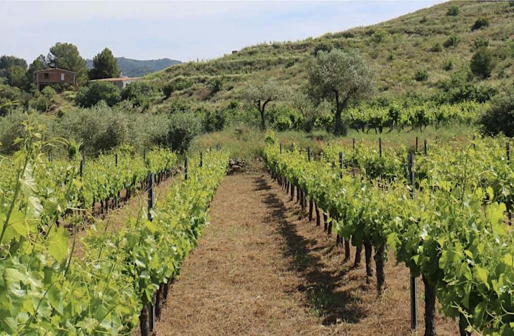 max dois_priorat_evidenza