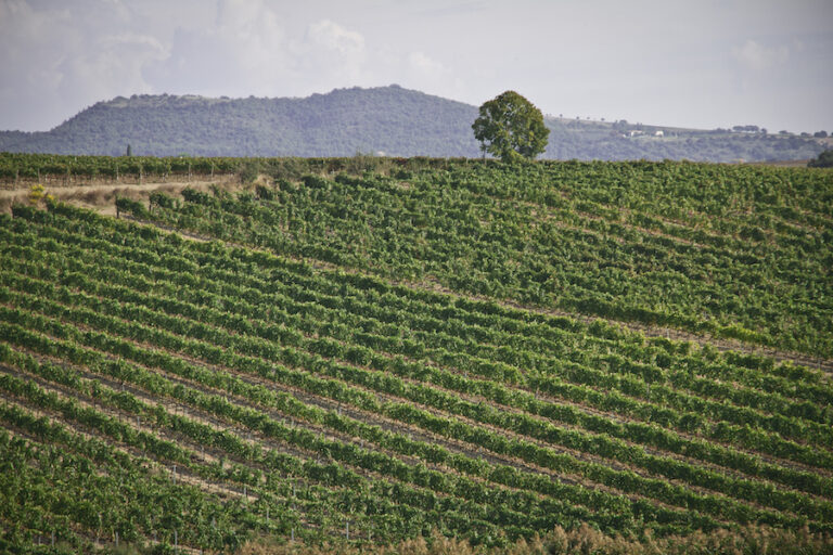 SAn bruzio_vermentino_maremma_evidenza