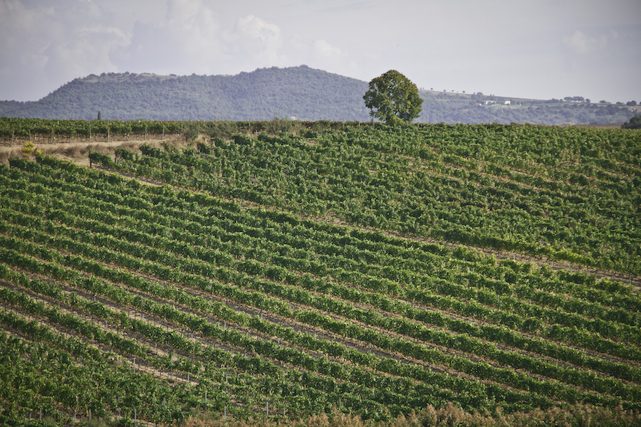 SAn bruzio_vermentino_maremma_evidenza