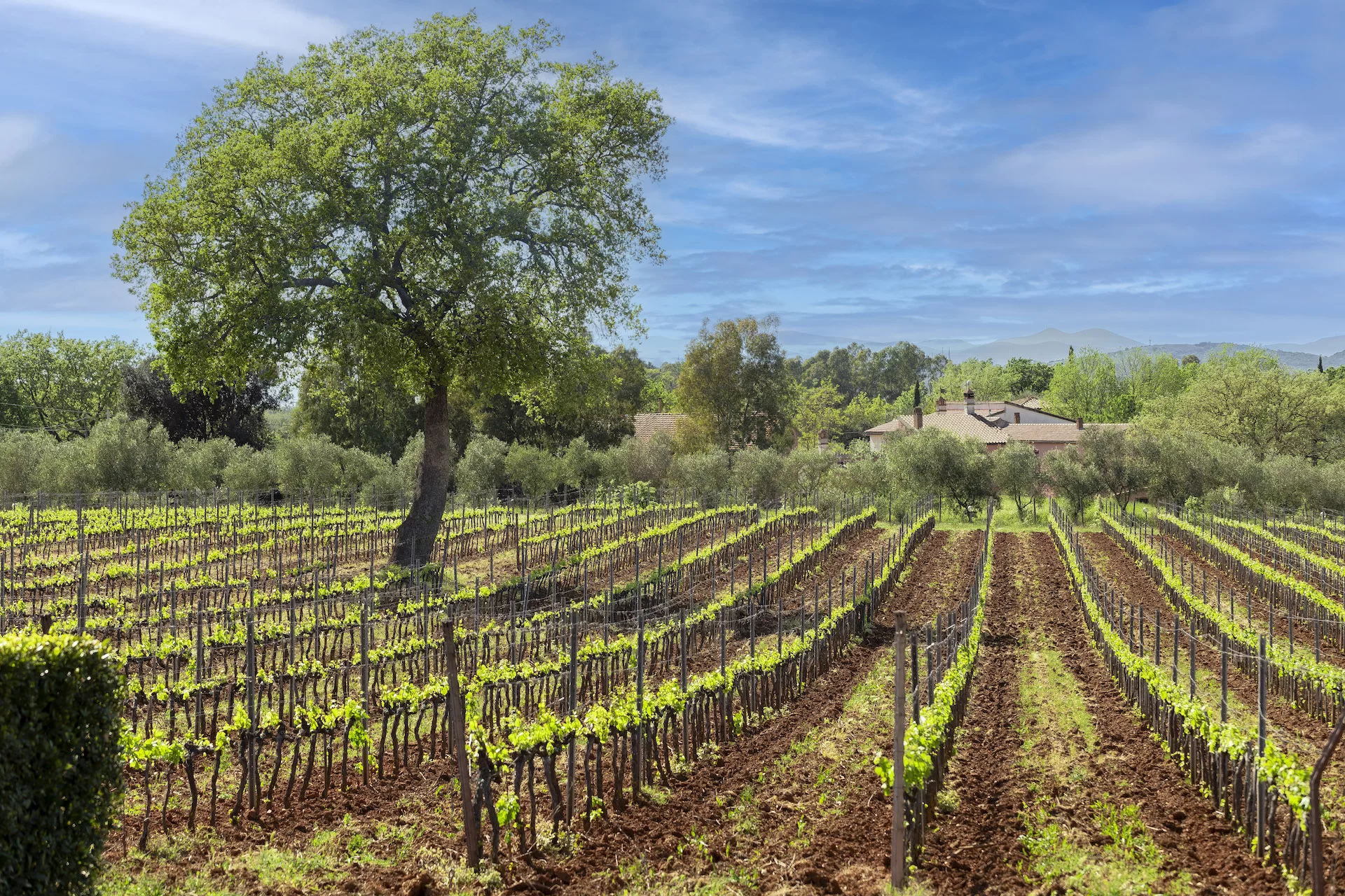 San Bruzio_vermentino_maremma__copertina