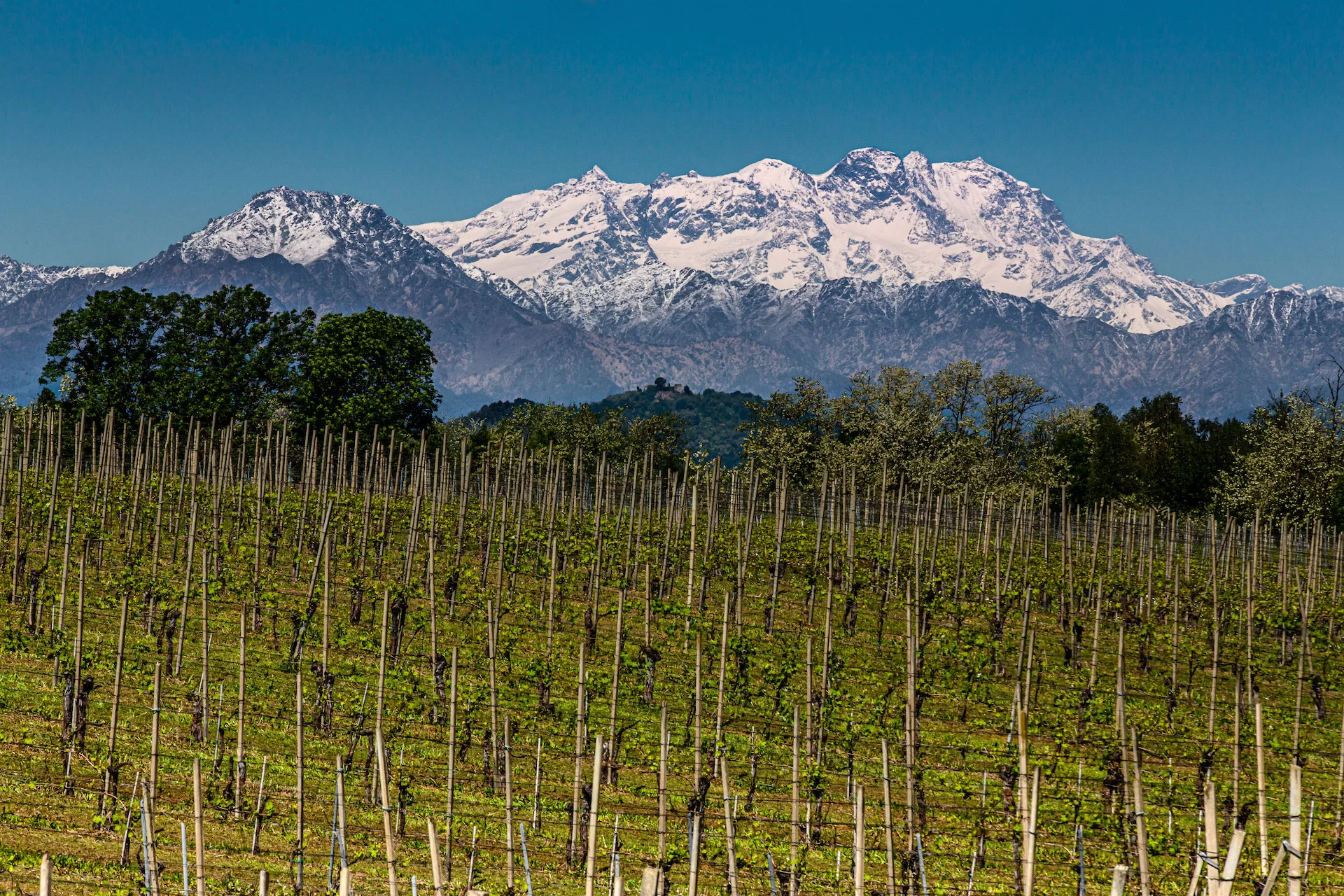 Quarna Vini_Monterosa_vigne_Pescio