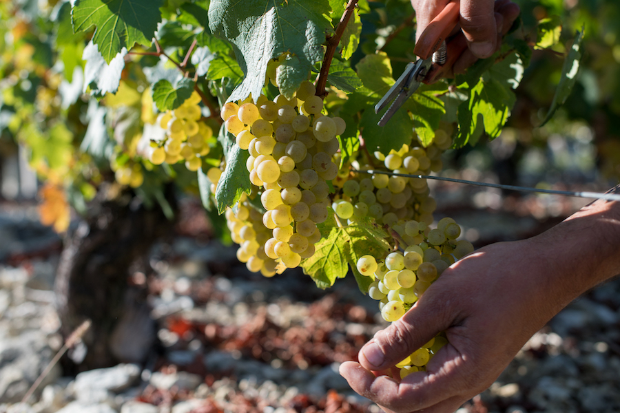 famille_herlfrich_evidenza_Chardonnay -Michel Joly