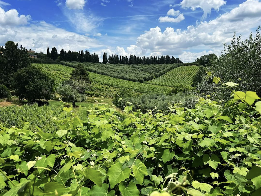 Vini delle coste_credits tenuta lenzini_testo