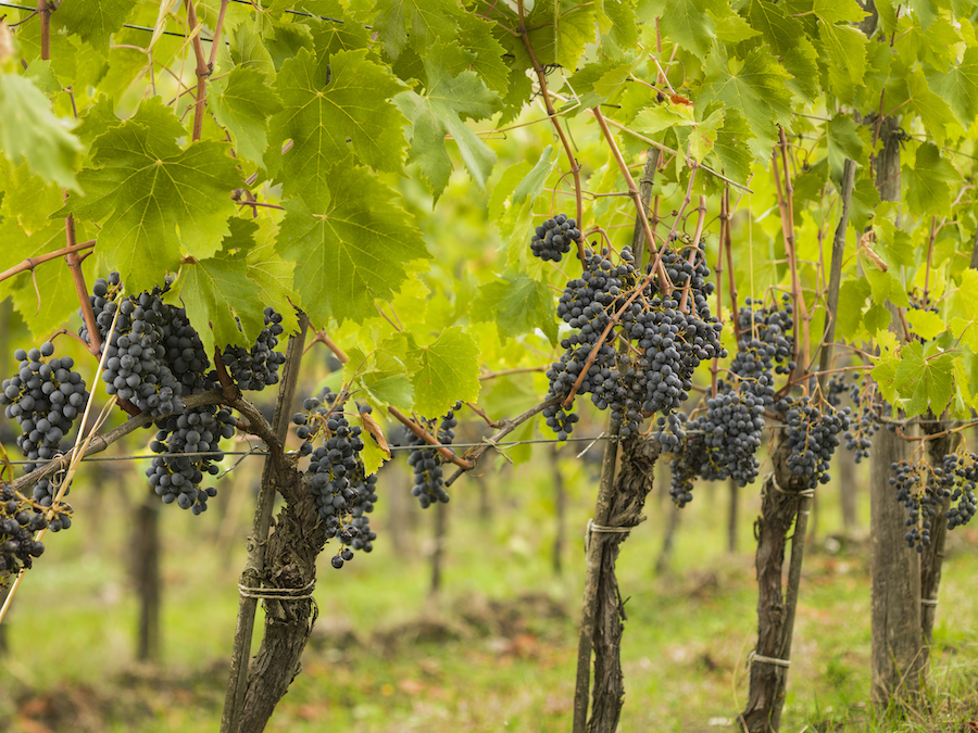 Chianti Classico Gallo Nero_evidenza