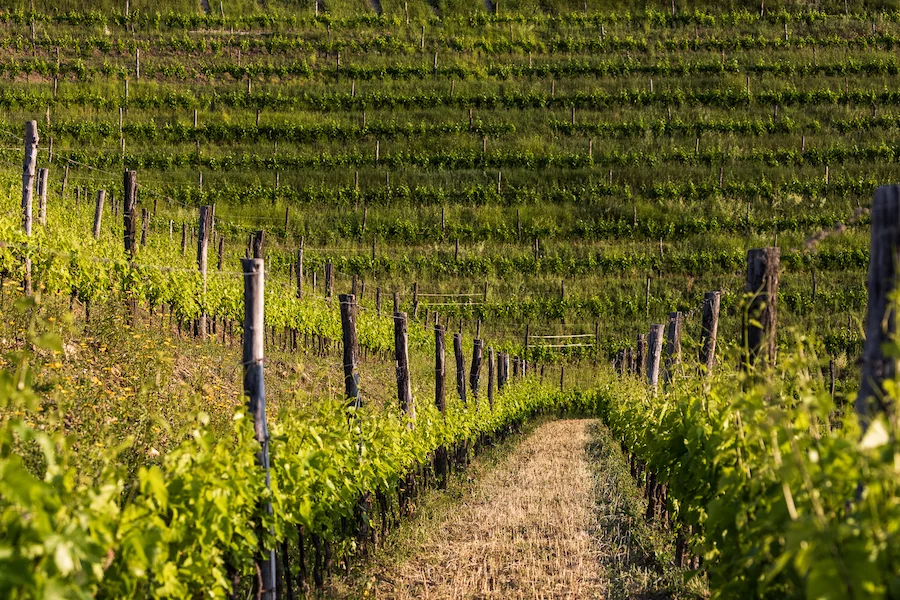 Tenuta Stella_vigneti_testo