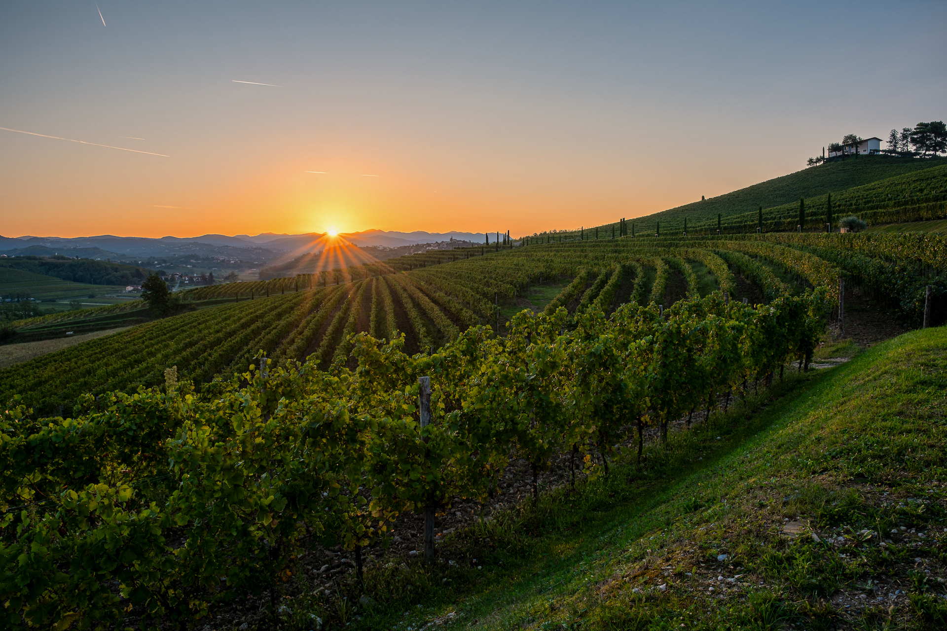 Friulano Collio_copertina