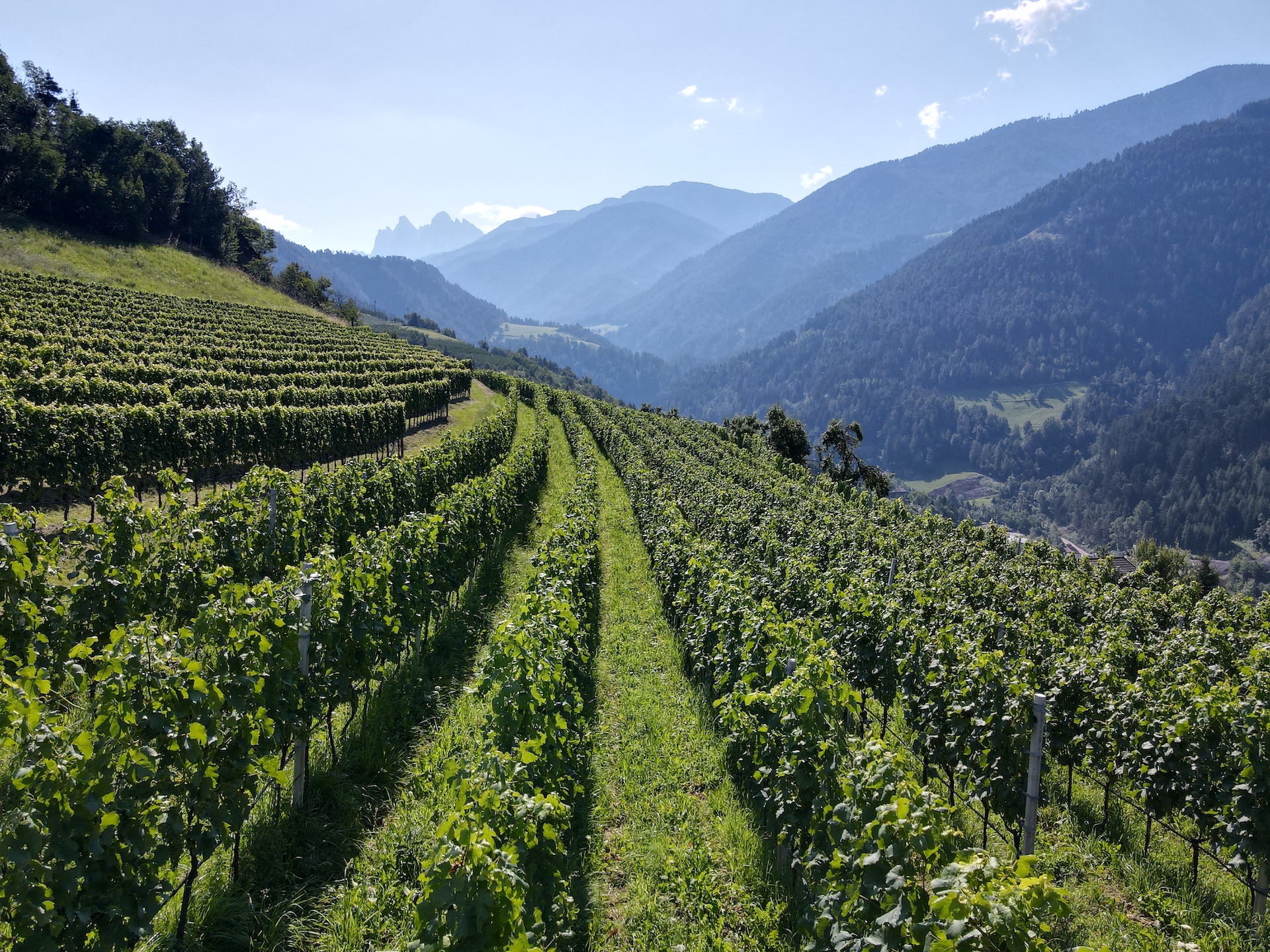 Kerner-Aristos_copertina_I-vigneti-della-Valle-Isarco-4