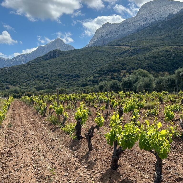 Guida Vinodabere_evidenza_Vigna di Cannonau di Vignaioli Oliena