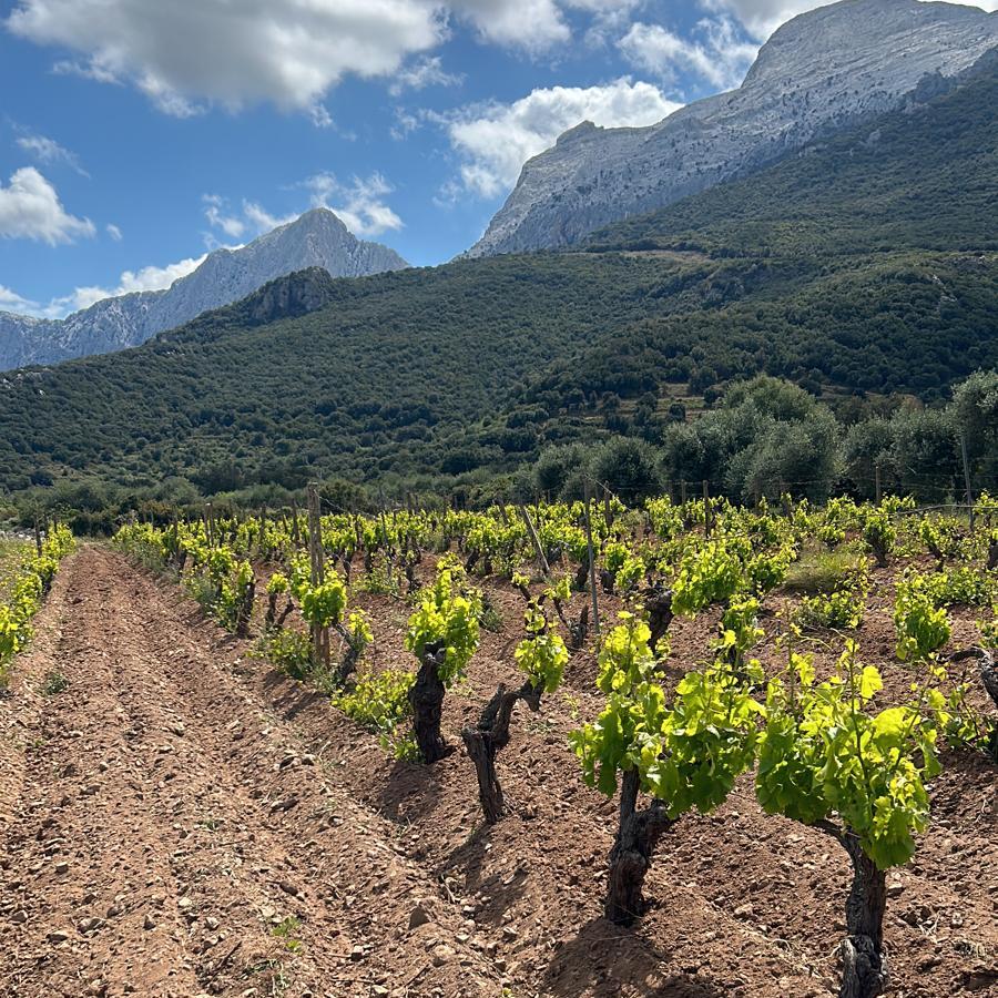 Guida Vinodabere_evidenza_Vigna di Cannonau di Vignaioli Oliena