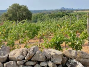 Tenute Gregu_evidenza