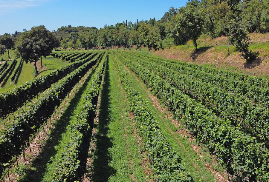 valtenesi_evidenza_Vigneti