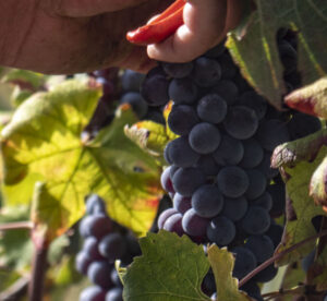 xVendemmia 2025_Cordero vendemmia_Deditus_evidenza