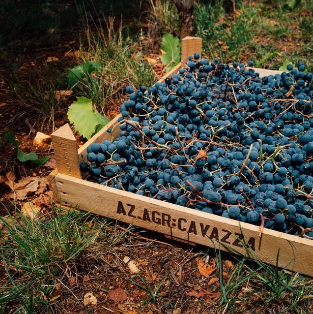 cavazza_tenuta cicogna_evidenza_